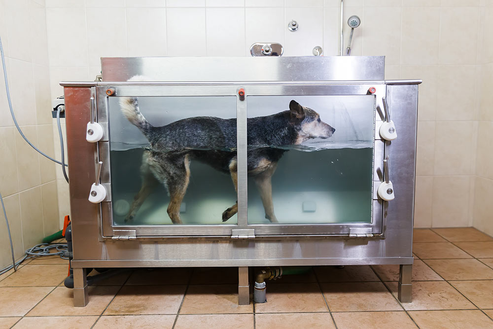 australian cattledog at hydrotherapy water mill