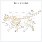 Skeletal abnormality in dogs and cats