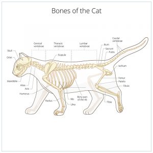 Skeletal abnormality in dogs and cats