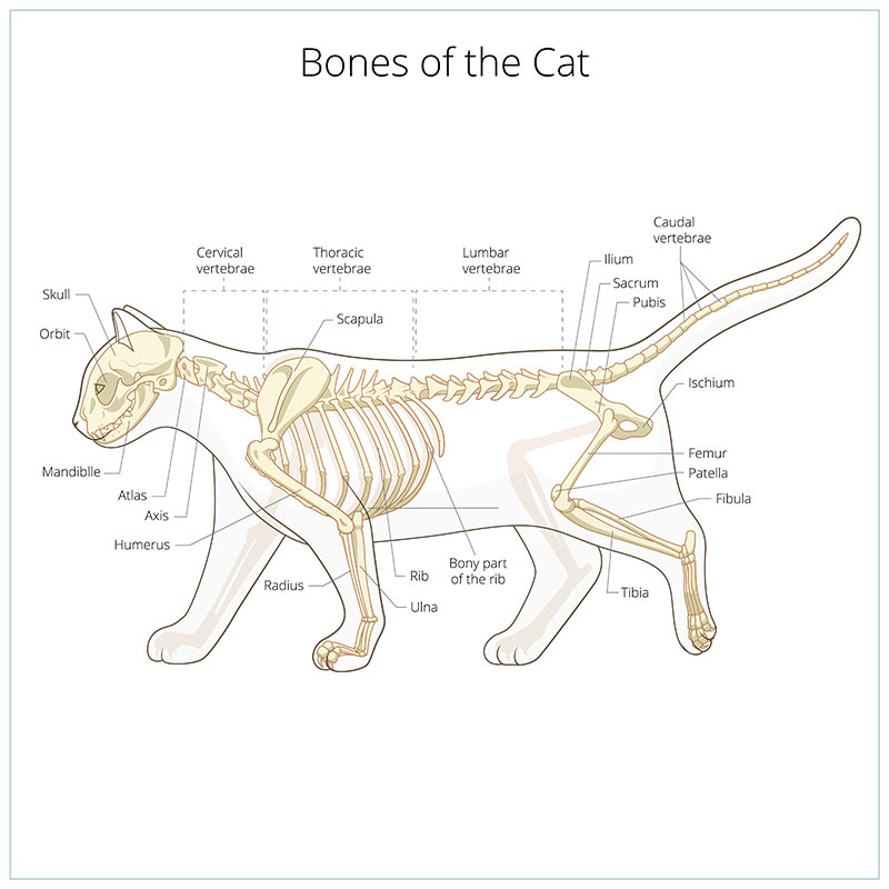bones of the cat - cat skeleton