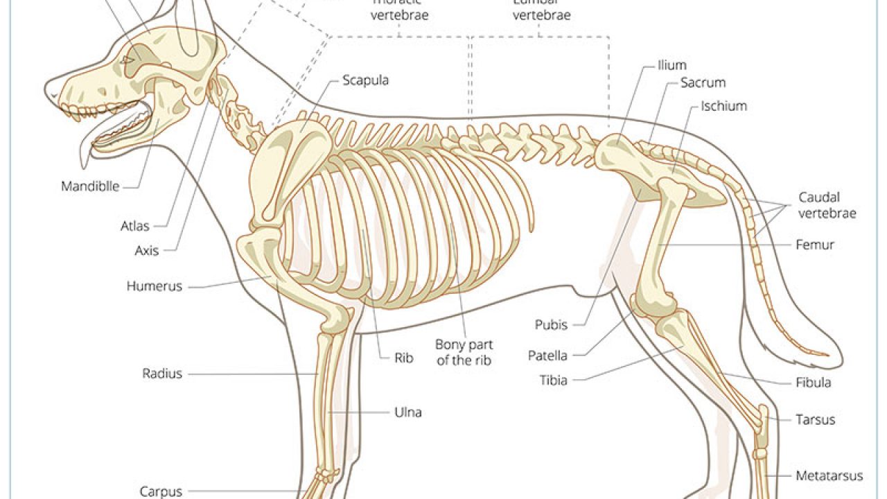Skeletal Abnormality In Dogs And Cats