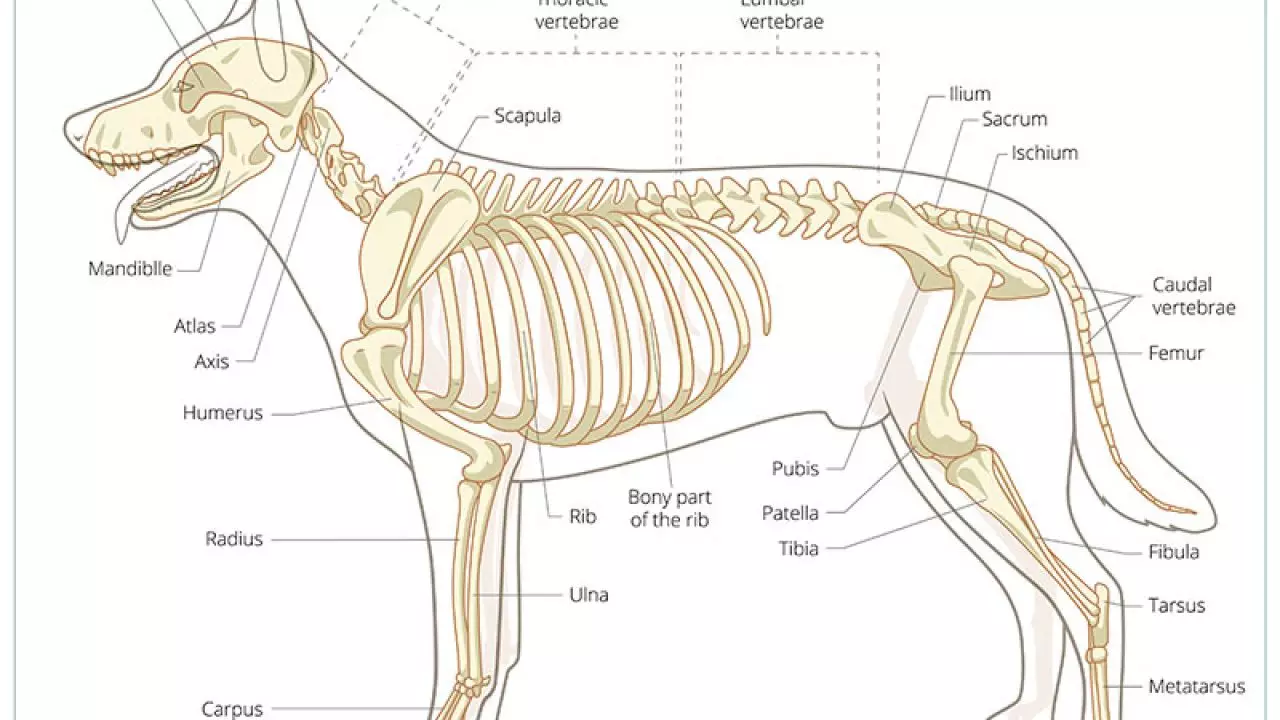 Skeletal abnormality in dogs and cats