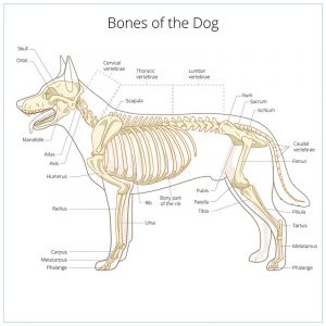 Skeletal abnormality in dogs and cats