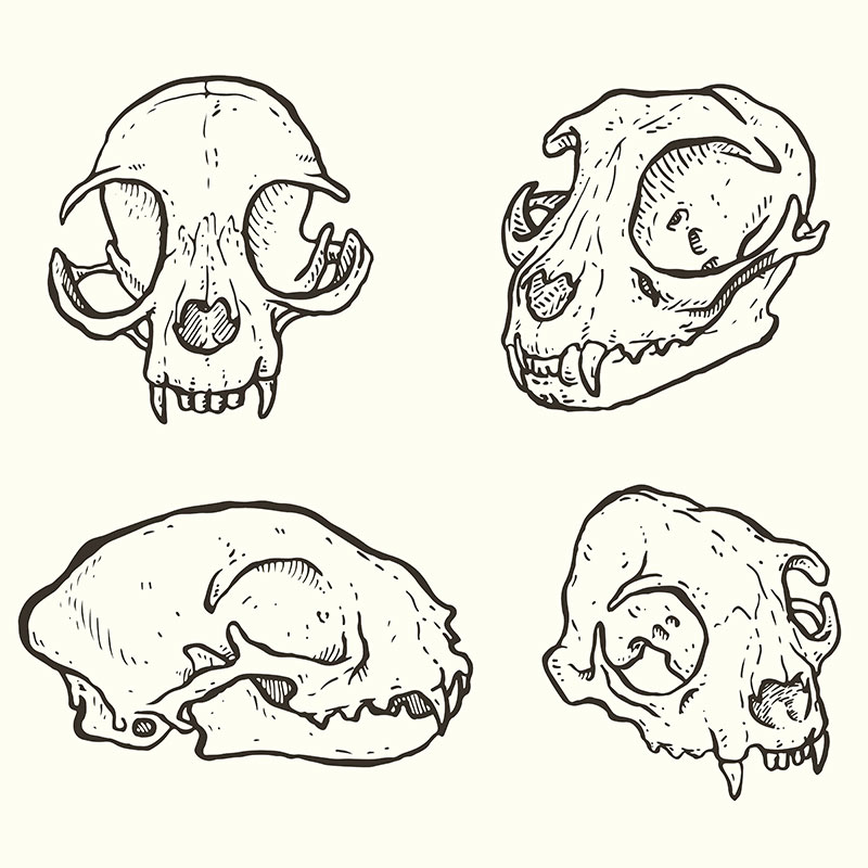 Череп кошки рисунок с подписями