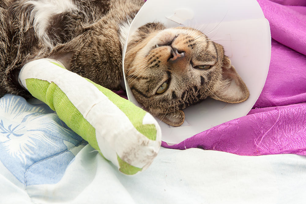 cat wearing a Elizabethan collar and Cat leg splint sleeping on fabric