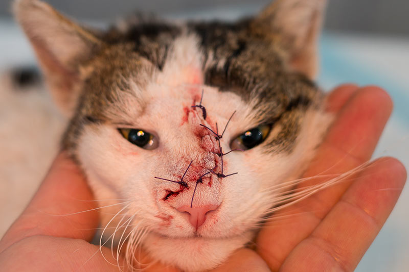 cat with tumour tumor on nose - after tumor removal surgery