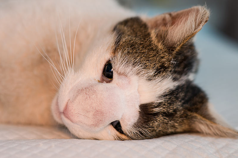 cat with tumour tumor on nose