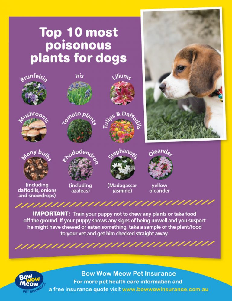 Intoxication (poisoning) in dogs and cats