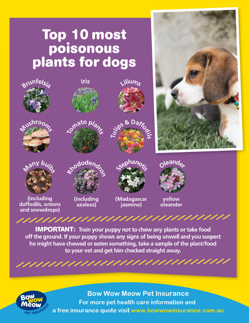 Bow Wow Meow Puppy Guide dangerous plants for dogs