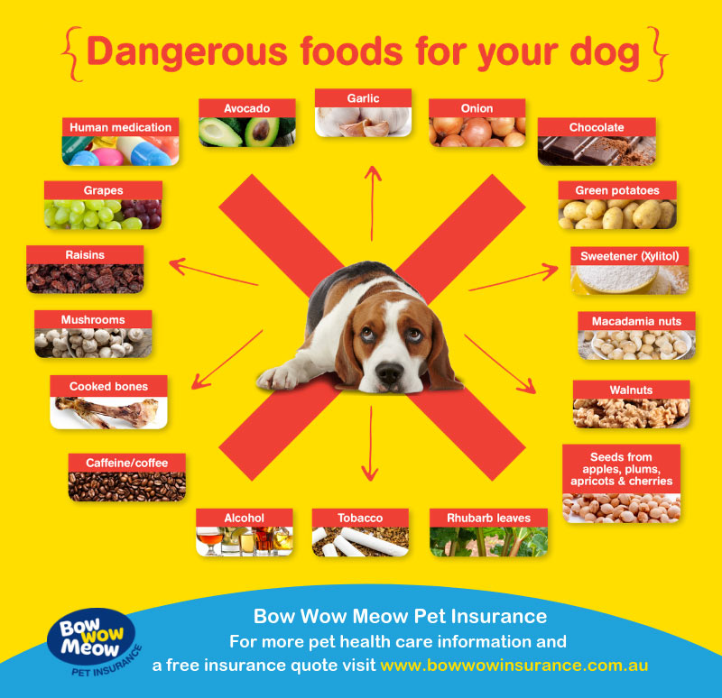 dangerous foods for dogs