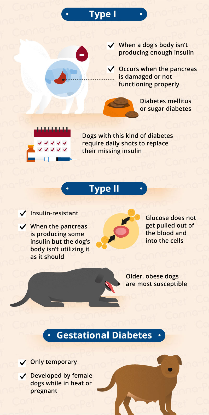 diabetes mellitus in dogs types of diabetes infographic Source: https://canna-pet.com/diabetes-dogs-care-diabetic-dog/