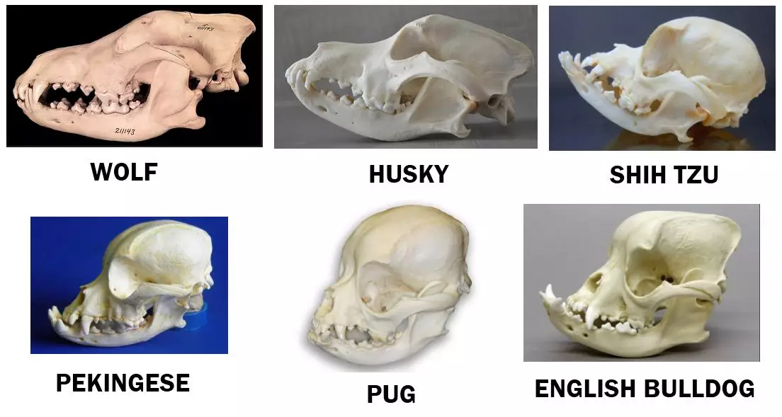 Fracture of the skull in dogs and cats