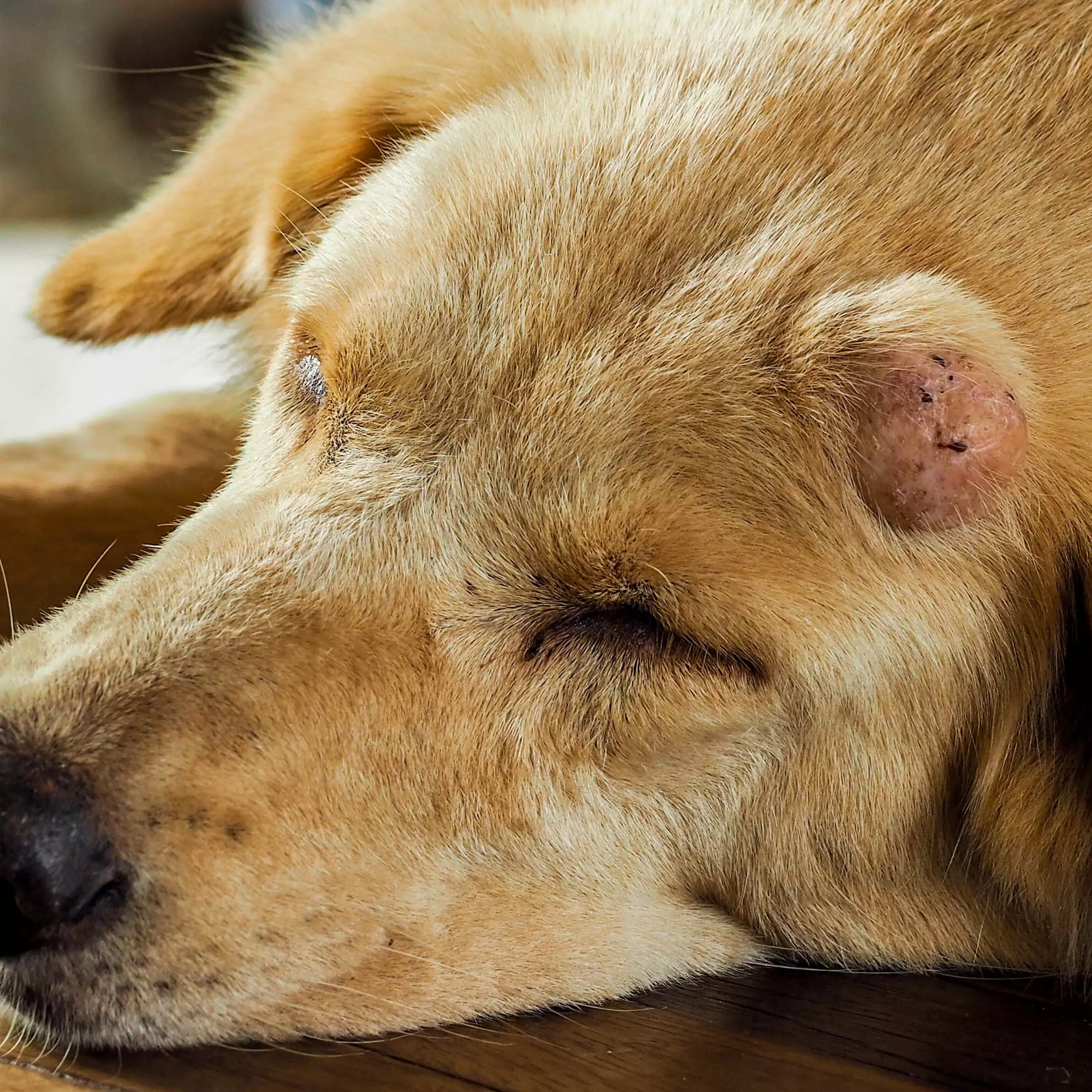 dog with lump on head thumbnail