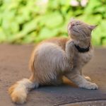 Pruritus in dogs and cats