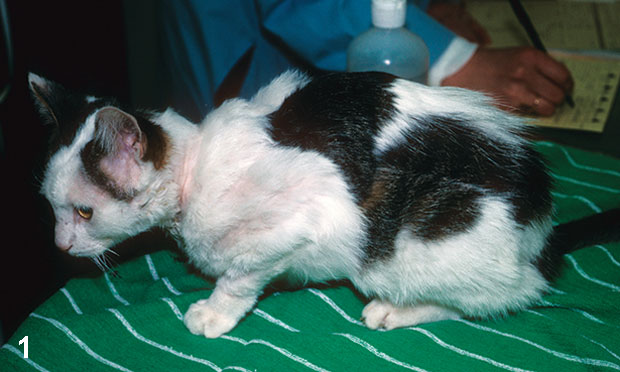Diagnosis of pruritus in cat. Cat itch treatment. Dog itch treatment