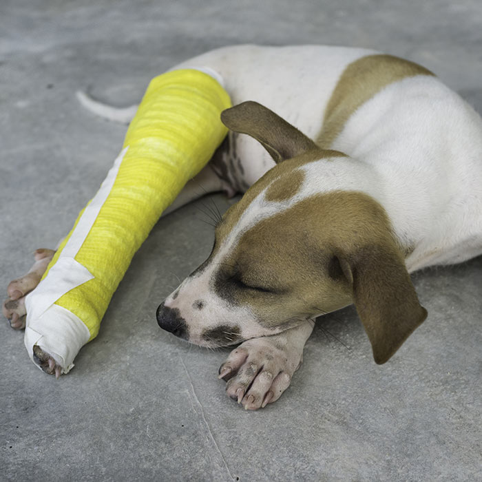 puppy with pelvic fracture and cast thumbnail