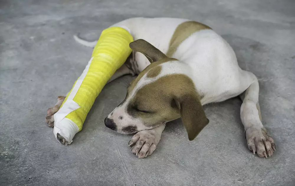 Fracture of pelvic limb in dogs and cats