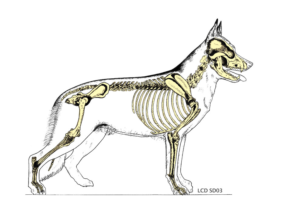 Dog anatomy. Fracture of pelvic limb; dog pelvic limb; dog hind limb