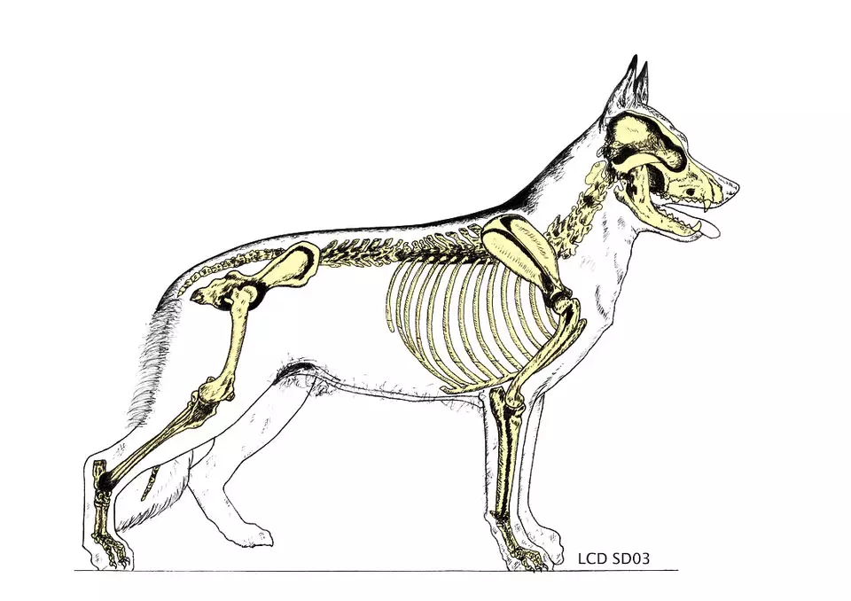 Fracture of pelvic limb in dogs and cats