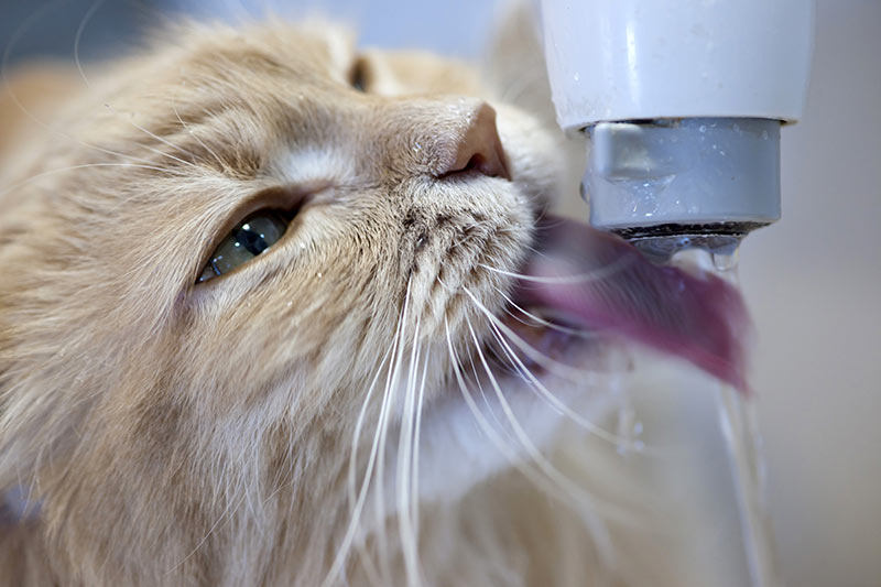 thirsty maine coon cat drinking water from tap. Polyuria in dogs, polydipsia in dogs, frequent urination in dogs, excessive thirst in dogs, polyuria in cats, polydipsia in cats, frequent urination in cats, excessive thirst in cats