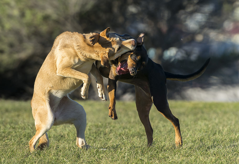 Dogs fighting leading to dog wound.