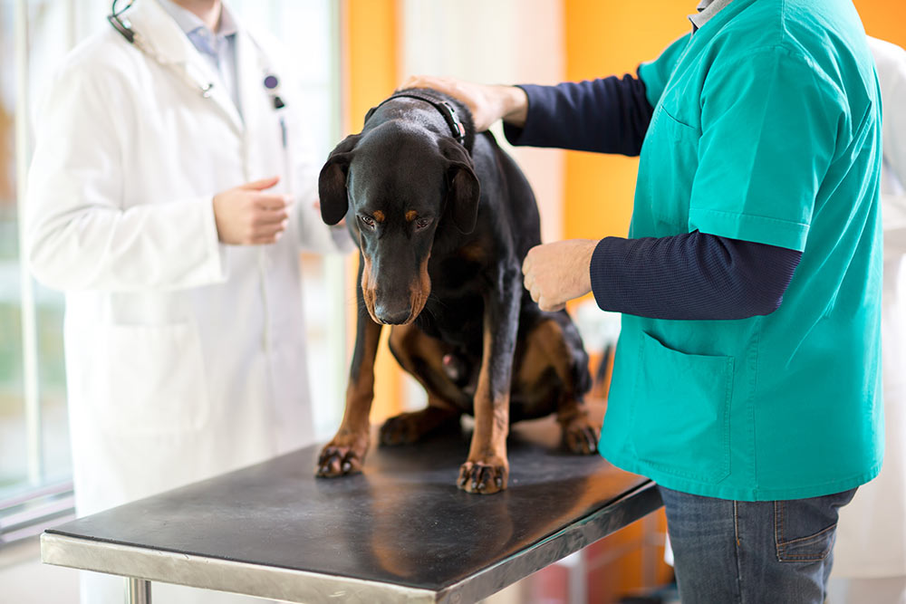vet examine doberman dog in pain
