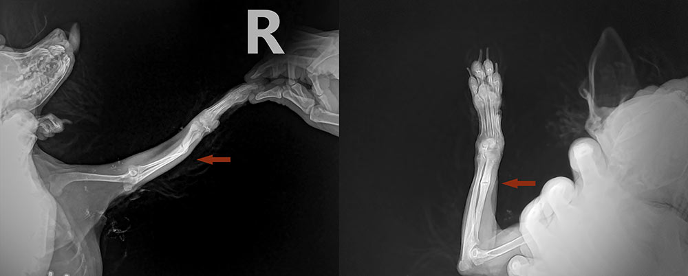 x ray for ulna bone fracture leg in dog Chihuahua