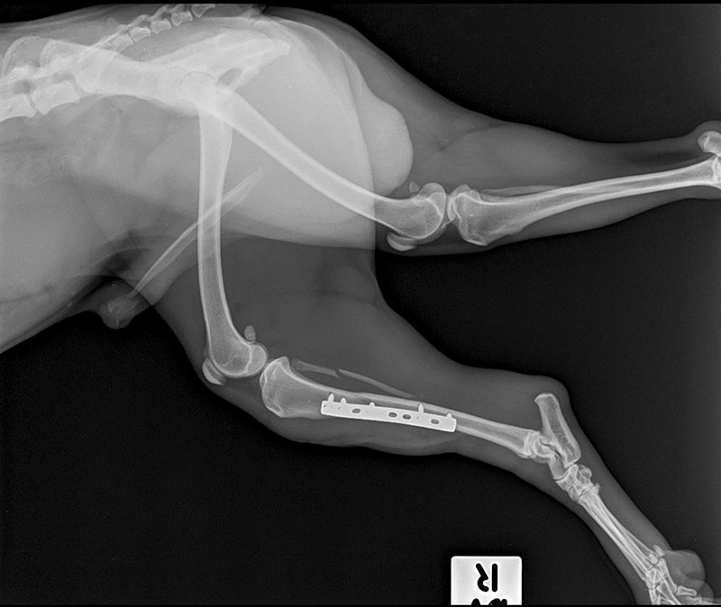 x ray plate fix leg fracture hind leg dog. Plate repair of pelvic fracture in a dog. Dog pelvic limb fracture; dog hind limb fracture; fracture of pelvic limb; dog pelvic limb; dog hind limb