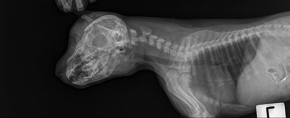 xray skull fracture dog.side view