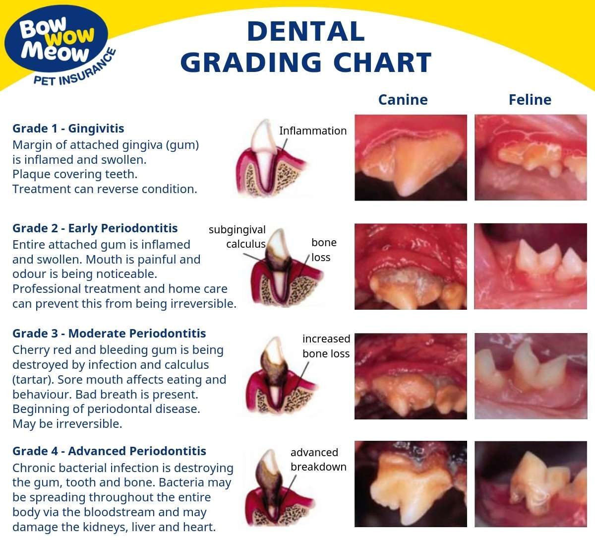 Dental Grade Chart