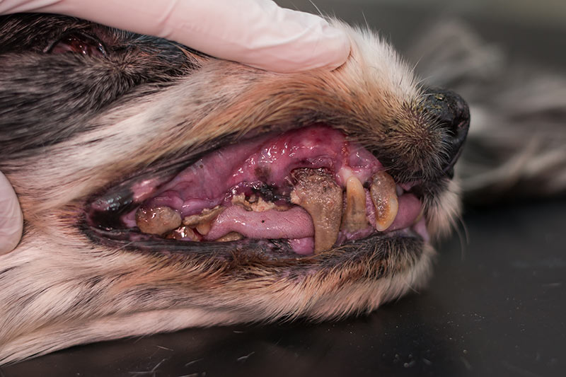 Old dog with gingivitis and teeth with tartar