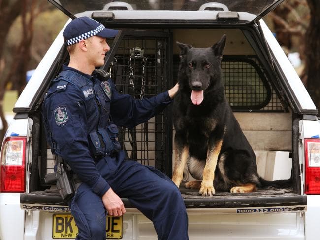 Senior Constable Mitch Ashworth with police dog Kane. Source: Dailytelegraph.com.au (https://www.dailytelegraph.com.au/news/nsw/police-dog-kane-tracks-wouldbe-burglers-through-bush-and-water-for-an-hour-before-collapsing/news-story/961f3a78b61f53f39cf2ffe46aa4fa8f)