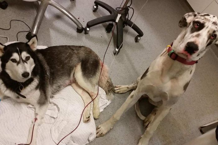 Mia the hero, right, saved Jenna the husky with a blood donation. (Supplied: Knox Veterinarian)