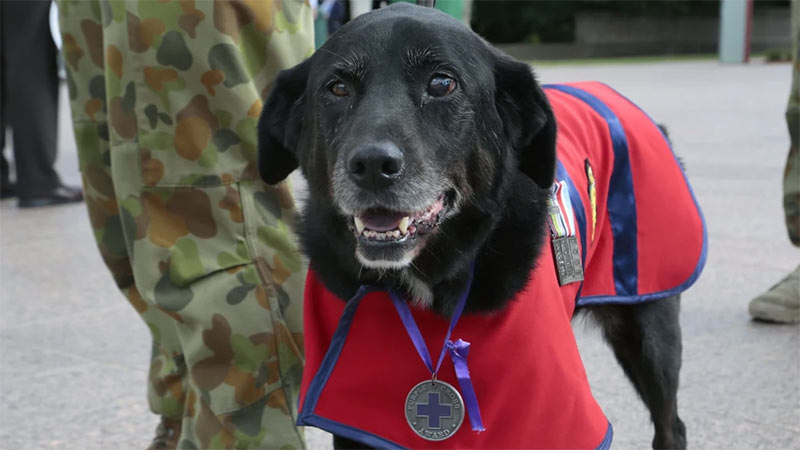 Sarbi, Australia's most decorated military dog, has died. CREDIT:JEFFREY CHAN