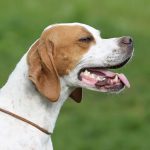 Maintaining your pets' dental hygiene