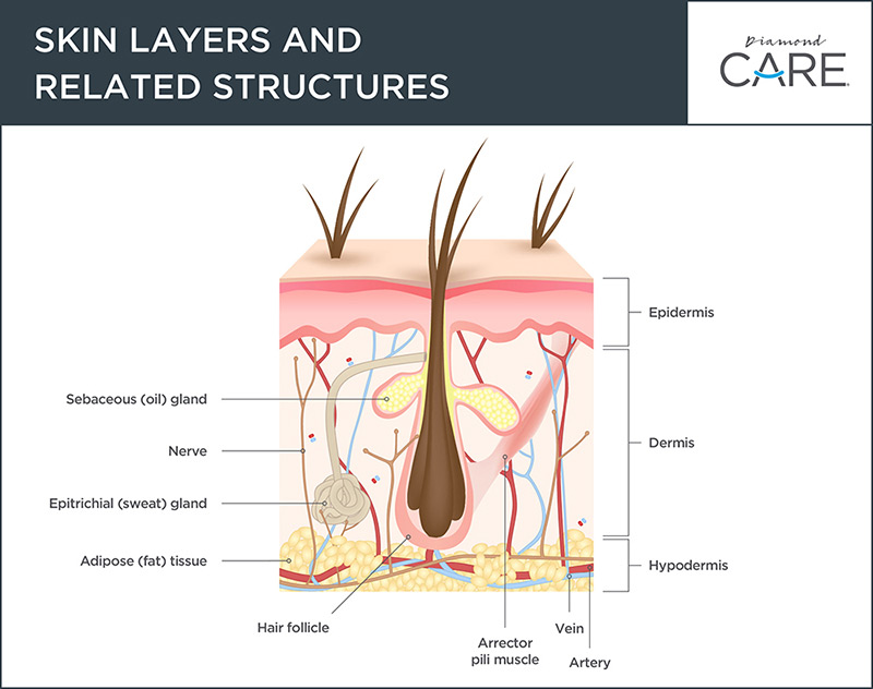 Skin layers and related structures. Dog skin conditions; dog itchy skin; dog skin allergies Source: https://www.diamondpet.com/blog/health/sensitive-skin/dogs-skin-coat-layer/