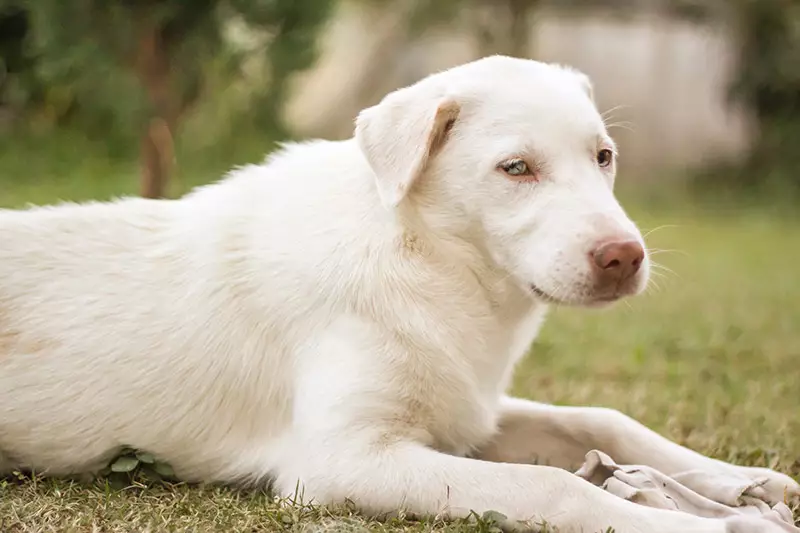 why do dogs fur turn white