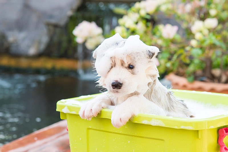 cute puppy taking a bath
