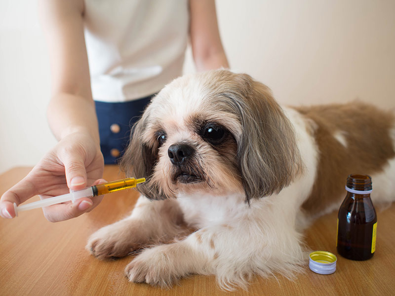 dog treatment with medication skin condition supplement