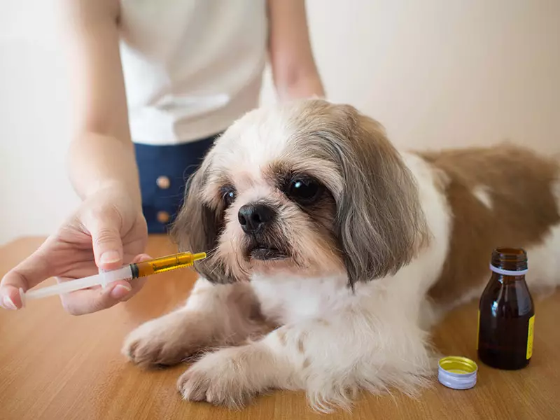 shampoo for hair growth for dogs