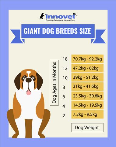 Dog Growth Chart - Giant Size Dogs, Example of the Giant Breed include: Great Dane, Mastiff, Newfoundland, St. Bernard, Great Pyrenees, Irish Wolfhound, Giant Schnauzer, Leonberger, Greyhound, Kuvasz, Scottish Deerhound, Chart Polski, Landseer, Shiloh Shepherd Dog, King Shepherd