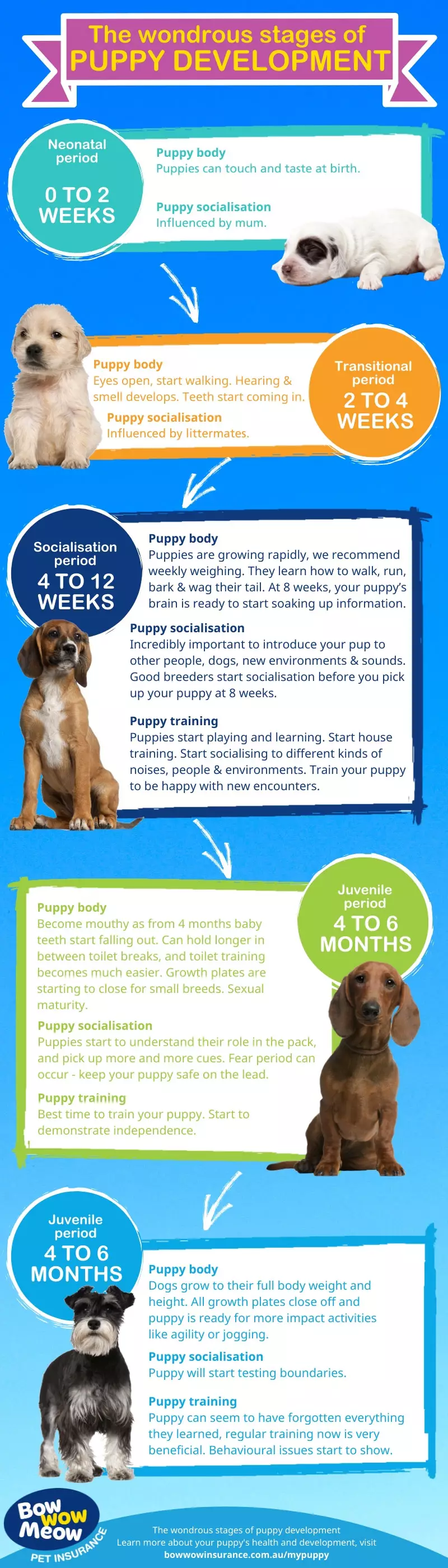 Dog Development Stages Chart