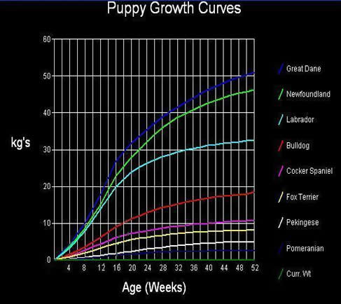 Leonberger Growth Chart