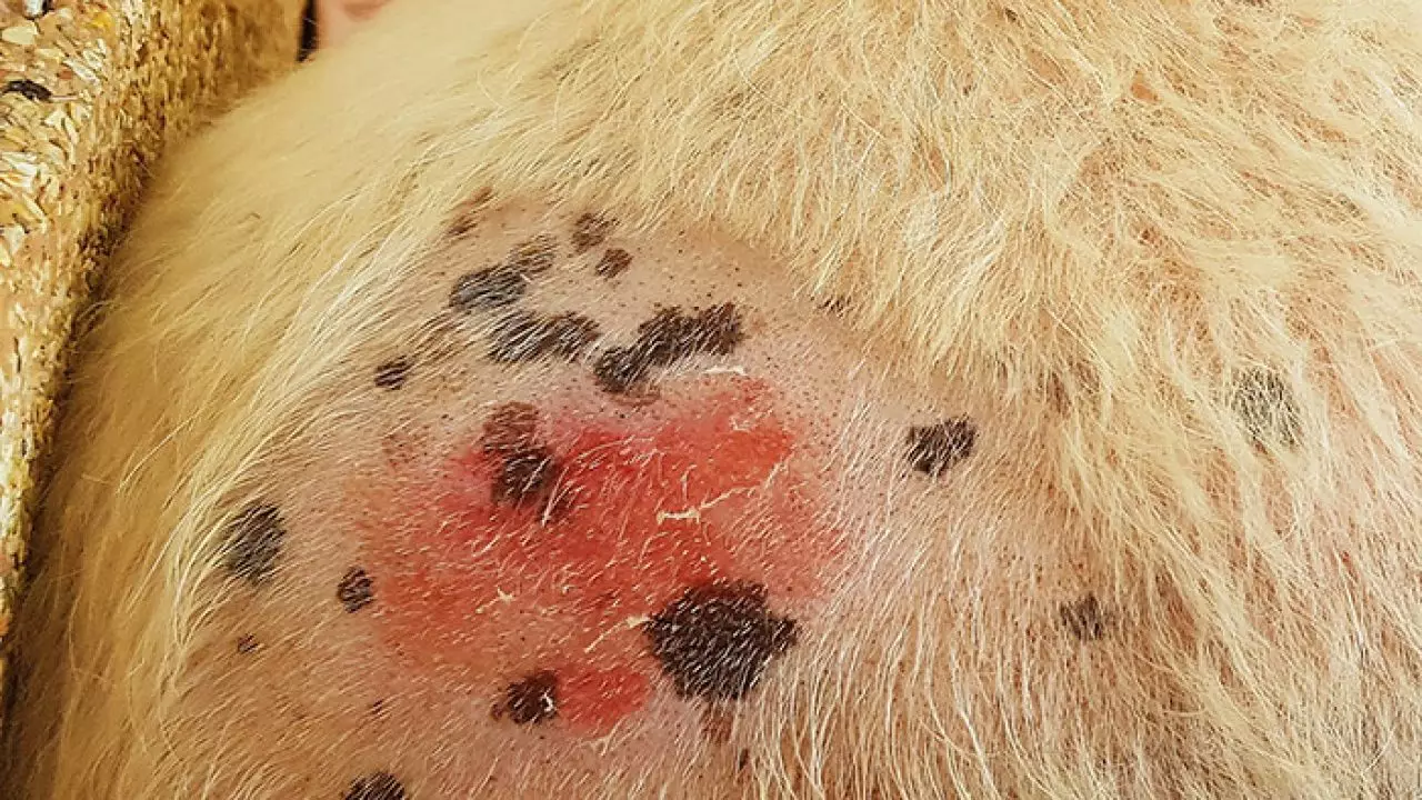 red skin tag on dog