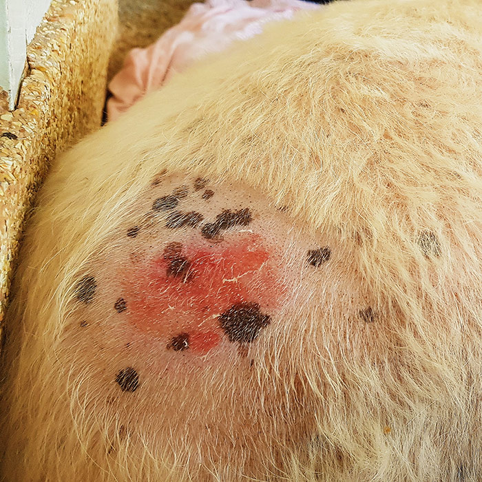 Hair coat and skin conditions in dogs