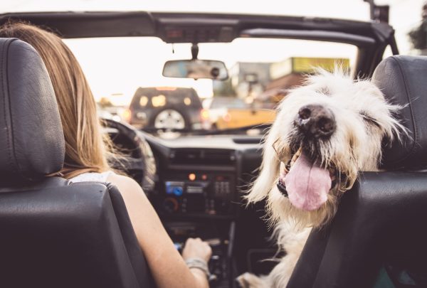 Funny dog driving with his owner on a convertible car