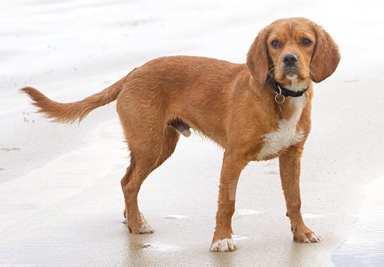 beaglier on beach