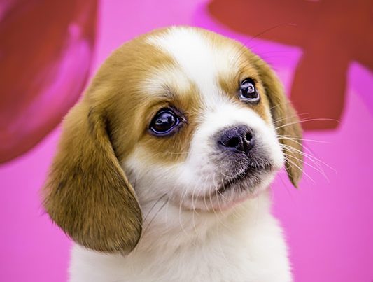 beaglier puppy in basket