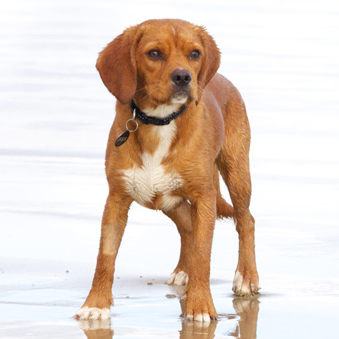 short legged wire haired breed of terrier with a medium length white coat