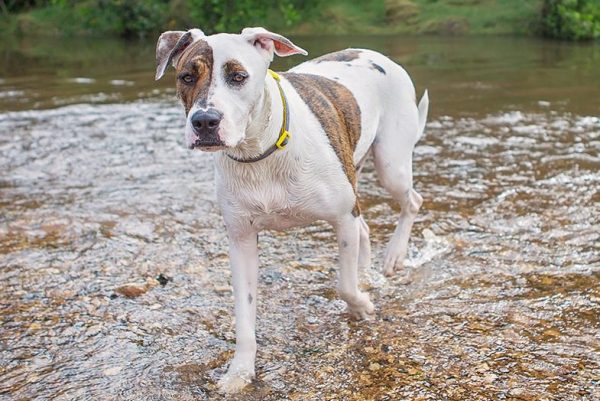 bull arab standing in river water